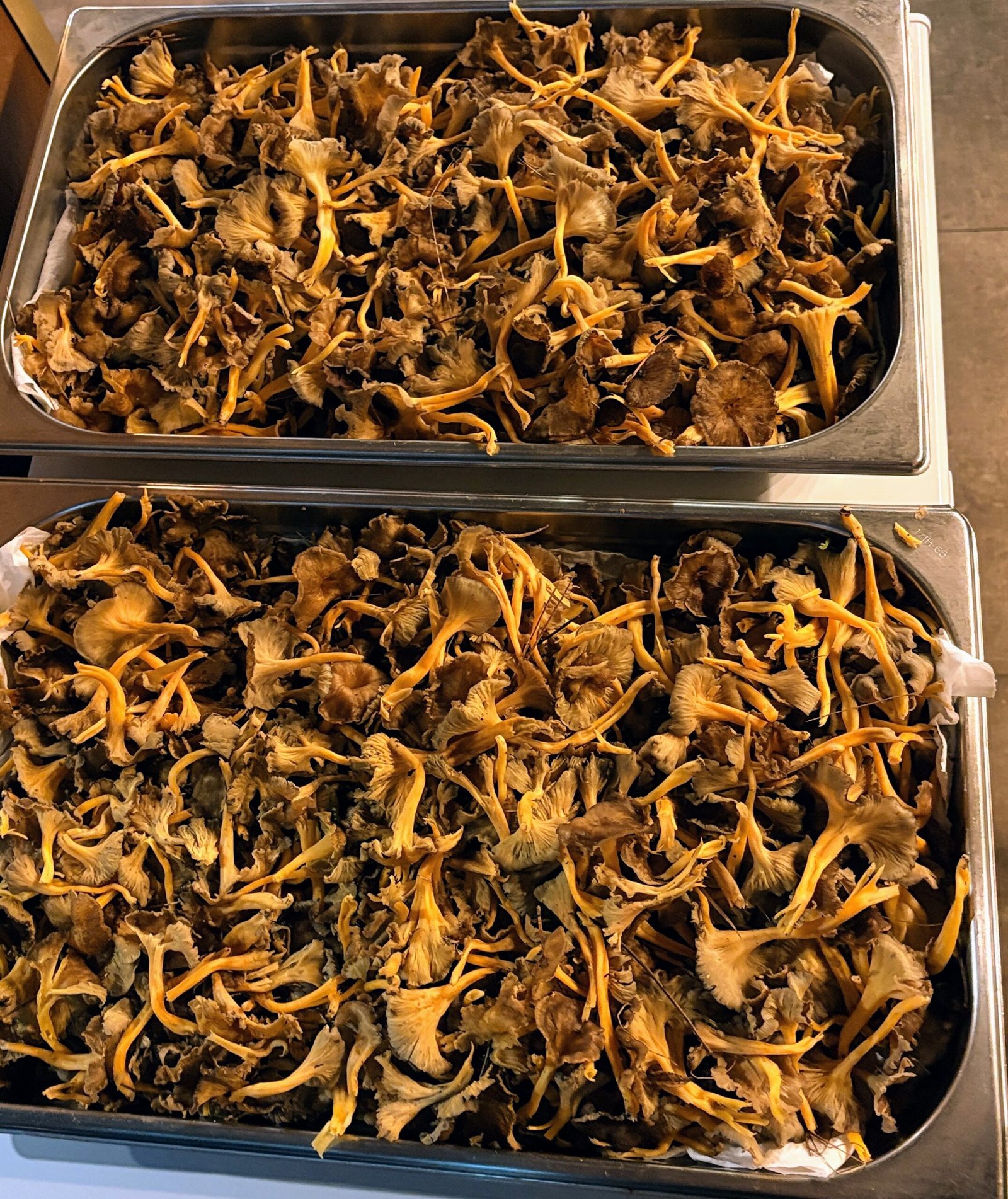 Trompeta groga, camagroc, rossinyol ataronjat, “angula” de muntanya... Aquest bolet de vius colors que floreix entrada la tardor és un dels més reconeixibles de la temporada, i cada vegada guanya més terreny en cuines particulars i professionals. "És una de les que més triomfa. A tots els mercats arriba a una dimensió enorme", explica Llorenç Petràs, que ha venut bolets a la Boqueria de Barcelona durant més de 50 anys. Aquest fong de mida petita amb barret marró, peu ataronjat, prim i elàstic creix en boscos de pins formant grans colònies i és dels pocs que resisteix a les gelades, per això es pot recol·lectar també a l'hivern. Amb aroma agradable i sabor dolç, un dels grans avantatges del camagroc (de nom científic Cantharellus lutescens) és que resulta fàcil de cuinar i no requereix coccions llargues, explica Iván Cruz, xef de Tramendu Restaurant, a Barcelona. "És aromàtic i versàtil. Queda molt bé en guisats, però també en cremes, sopes i truites". Quan estan en temporada, els usem per elaborar una crema amb trompetes de la mort que banya un caneló. "Deixem que els bolets deixin anar tota l'aigua, i els triturem amb ajuda d'un robot de cuina per aconseguir una textura fina". A la vermuteria amb el mateix nom, que és a pocs metres del restaurant, serveixen també unes manetes de porc que guisen amb aquests bolets. "També queden riquíssimes fregides amb un ou o en un arròs melós". A Gaig Barcelona, ​​les trompetes grogues són les encarregades de donar color i sabor a una truita oberta, una recepta que es pot preparar fàcilment a casa batent els ous, tirant-los a la paella i cobrint-los amb els camagrocs prèviament saltats, que es fixaran quan l'ou comenci a quallar. El xef executiu del restaurant de Carles Gaig, Josep Armenteros, també coincideix que a aquests bolets, com a les trompetes de la mort (que són de la mateixa família), els gaudim molt bé als guisats. "Podem utilitzar-les en un fricandó, substituint-les pels moixernons, o en un guisat de mar i muntanya". Al País Basc, la trompeta groga rep el nom d'angula de muntanya per la seva semblança en grandària amb l'aleví de l'anguila. També perquè es poden preparar igual, saltant-les amb un rajolí d'oli, all, bitxo i julivert. "Aquí tenim molta tradició boletaire”. Les trompetes grogues les fem servir en truites com la de bacallà. Se salten els bolets frescos, es barregen amb l'ou i el peix, i llest", afirma el xef bilbaí Álvaro Garrido, de la Mina, al qual també li agrada afegir les angules de muntanya els vins". I proposa una recepta: sofregir all i ceba morada en una mica oli, amb romaní, cansalada adobada, pebrot xoricer, tomàquet i brou de pollastre o de peix. Al final, s'hi afegeixen les senderoles "i tens una sopa de bolets increïble".