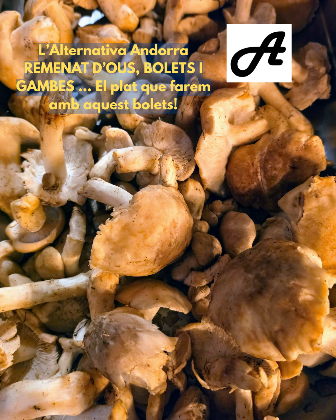 🍄✨ A L’ALTERNATIVA ANDORRA ja ha arribat un dels tresors més esperats de la primavera: els MOIXERNONS! Aquests bolets tan preuats —coneguts científicament com a Calocybe gambosa i anomenats també “perretxicos” o “setas de San Jorge”— són una autèntica joia del bosc. De color blanc o crema, barret carnós i unes làmines fines i juntes, els moixernons tenen una aroma inconfusible que recorda a farina fresca o a massa de pa acabat de pastar. Una olor que recorda el forn tradicional del nostre poble, de fa més de 50 anys, i que anuncia que la primavera ja és aquí. A la cuina són pura màgia: delicats, saborosos i amb una textura que no té comparació. I a L’Alternativa Andorra, a la nostra terrassa de la Plaça de les Arcades (Plaça Guillemó), els preparem com cal: respectant el producte i potenciant-ne tot el sabor. 🔥 El plat recomanat d’aquesta setmana: Remenat d’ous amb moixernons i gambes.   Una combinació que uneix la suavitat de l’ou, la intensitat aromàtica del moixernó i el toc marí de les gambes. Un plat senzill en aparença, però profund, equilibrat i absolutament irresistible. I com sempre, el podreu acompanyar amb una copa del nostre magnífic celler, amb més de 150 referències de vins, caves i xampanys de les millors D.O., sempre a molt bon preu, probablement el millor preu d’Andorra. Vine a gaudir d’aquest regal de temporada amb el nostre equip de sala, liderat per en Tony, i les nostres cambreres professionals, que tenen ganes d’oferir-vos el millor de casa nostra. 🍽️ L’Alternativa Andorra — producte, temporada i autenticitat. #AlternativaAndorra #Moixernons #CuinaDeTemporada #PlaçaDeLesArcades #GastronomiaAndorrana